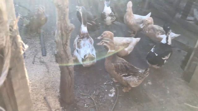 Рисовая Шелуха в подворье смотреть онлайн