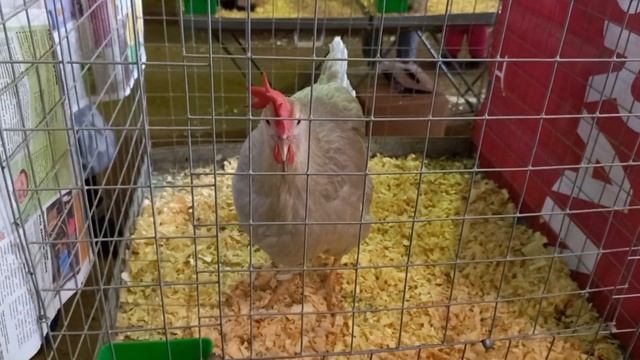 Выставка "Гордость России 2023" г. Коломна 25 февраля 2023 г. смотреть онлайн