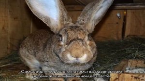Кролик серый великан: описание породы и особенности разведения
