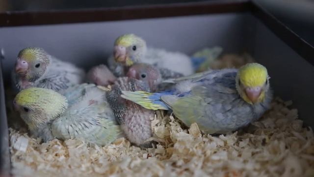 Гнездование Сюрприз+Эйрин, как растут птенцы волнистых попугаев Видео 3 смотреть онлайн