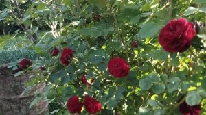 Канадская роза Надежда