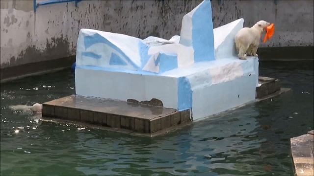 Герда повалялась в снегу, а медвежата всё прыгают 18.07.2023 смотреть онлайн