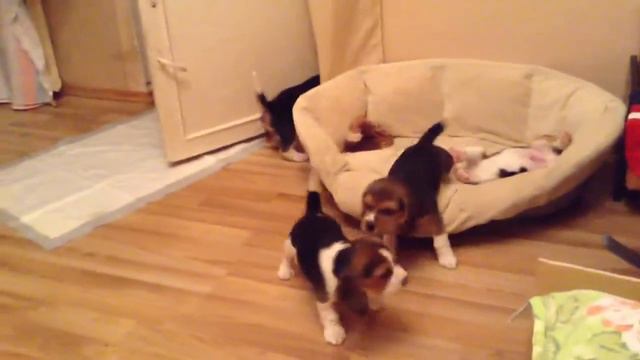 Трампампам по утрам. Московское время восемь