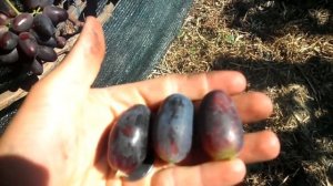 Виноград Богатырь 2020