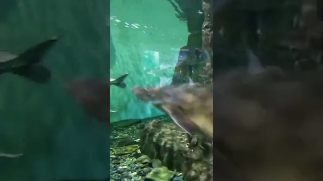 Владивостокский океанариум. смотреть онлайн