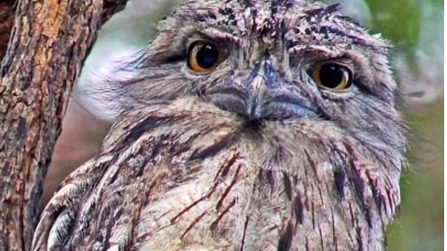 Лягушкороты смотреть онлайн