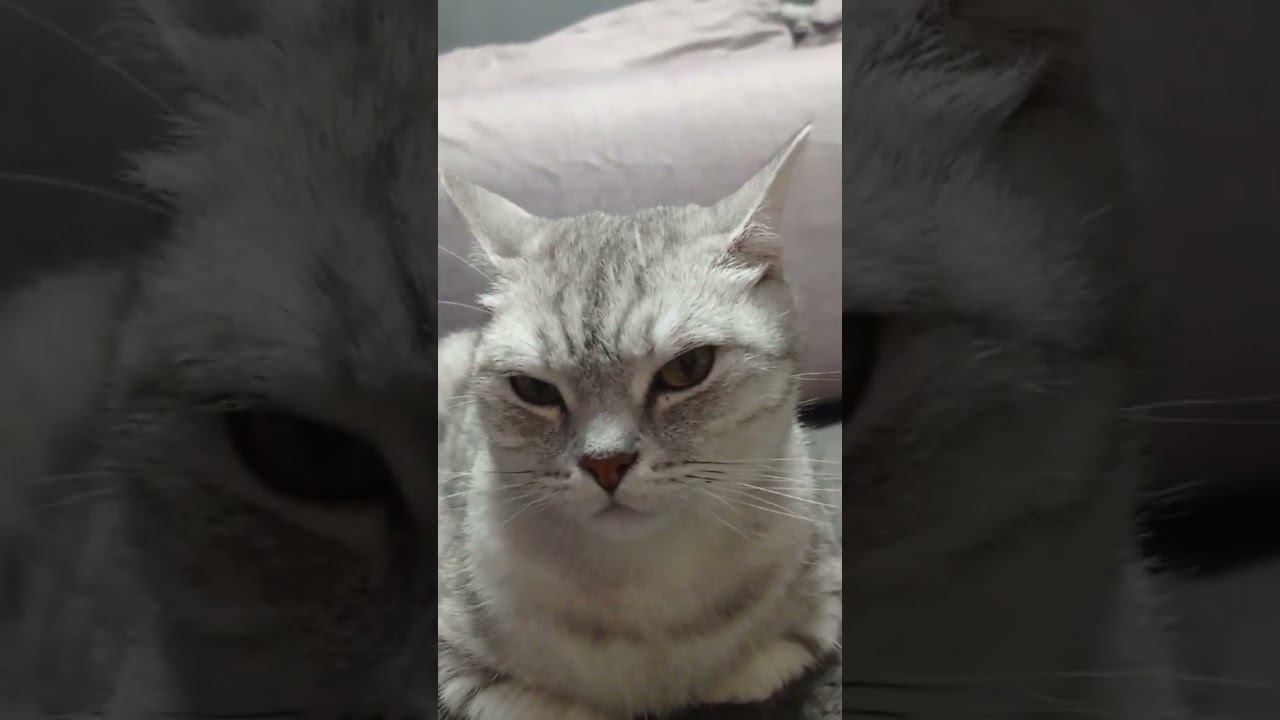 В море тонет котёнок и деньги! #Shorts смотреть онлайн