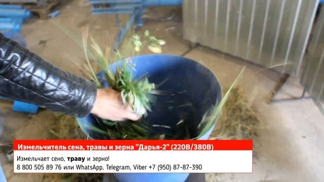 Один измельчитель для зерна, для травы, для сена в работе. Измельчитель Дарья-2 смотреть онлайн