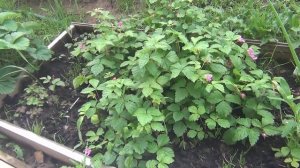 Что посадить на даче? КНЯЖЕНИКА! Польза ягод и листьев!