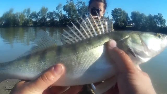 Рыбалка на Оби.СУДАК НА КУКУРУЗУ!!ЛОВЛЯ НА ФИДЕР.(Barnaul Fishing) смотреть онлайн
