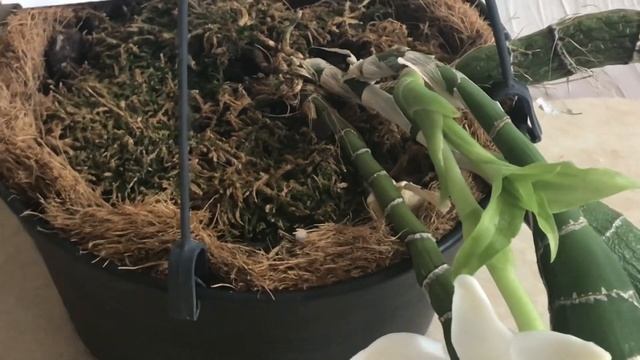 Он подарил мне цветы на мой ДР. смотреть онлайн