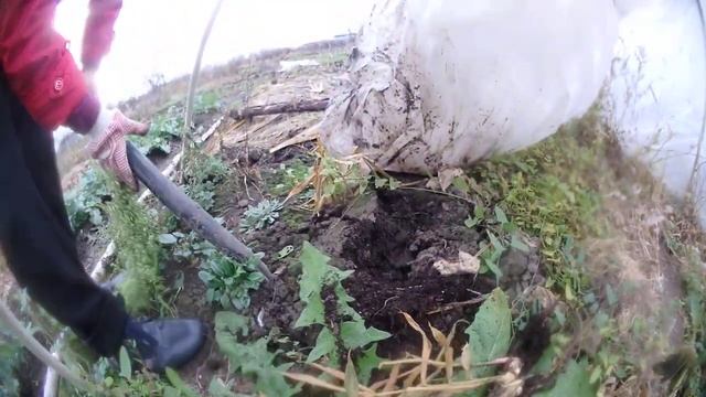 На даче в ноябре. Копаем на даче......ИМБИРЬ. Попробовали вырастить имбирь в парнике. смотреть онлайн