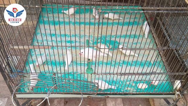 JAVA BREEDING TIPS AND PROGRESS | JAVA SE BEHTAREEN BREED LAINAY KA TARIQA смотреть онлайн