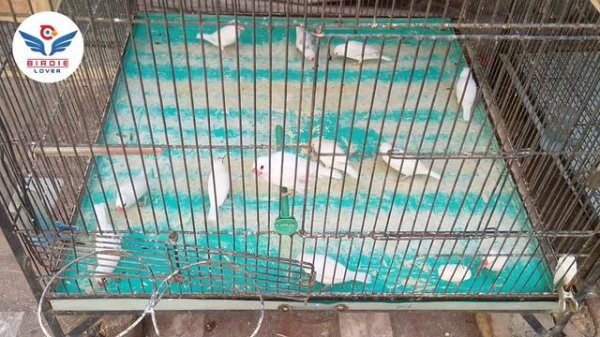 JAVA BREEDING TIPS AND PROGRESS | JAVA SE BEHTAREEN BREED LAINAY KA TARIQA