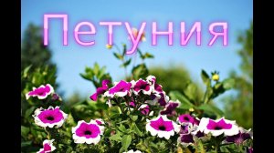 Когда и как сажать петунию на рассаду в домашних условиях? Как сажать петунию семенами?