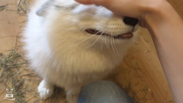 Самая милая лиса на свете. The sweetest Fox in the world. смотреть онлайн