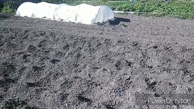 Спасаем картофель от ночных заморозков до минус 2 в мае смотреть онлайн