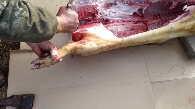 Зарезали поросенка. 70 кг чистого мяса. Как разделывать поросенка. смотреть онлайн