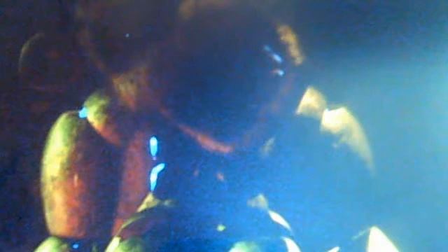 история (Golden Freddy) смотреть онлайн