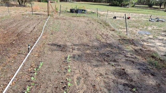 Cultivating our garden with our new TrimmerPlus Cultivator GC720, and Review смотреть онлайн