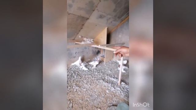 Голуби Челябинск смотреть онлайн