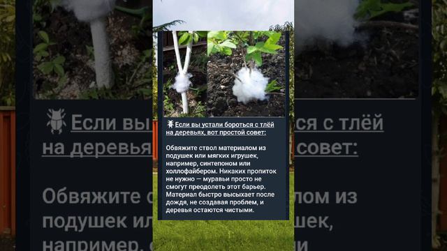 Тля #тля #вредители