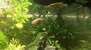 Опухоль у данио