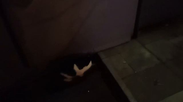 Домашнюю красивую кошку выбросили на улицу в мороз возле 2-й пятерочки от метро лермонтовский пр-т смотреть онлайн