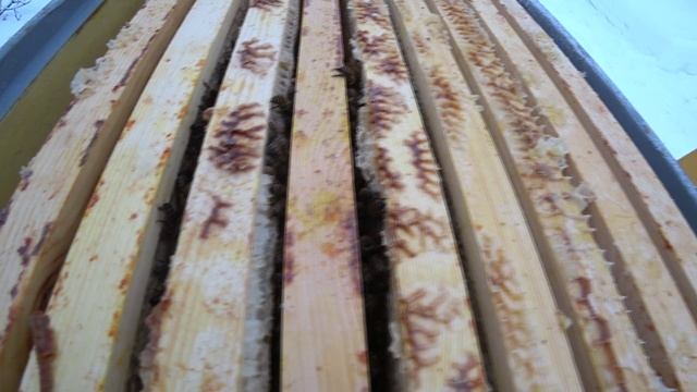 ЗИМОВКА ПЧЁЛ В ППУ С ВЕРХНЕЙ ВЕНТИЛЯЦИЕЙ, ПРИМЕР УЛЬИ РУТА. смотреть онлайн