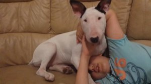 Бультерьер (агрессивный бультерьер )5 - месяц