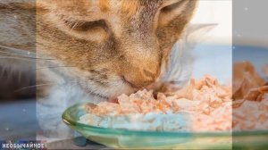 Можно Ли Чередовать Сухой и Влажный Корм Для Кошек? ¤ НЕОБЫЧАЙНОЕ