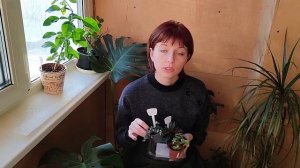 Как сохранить цветы после покупки