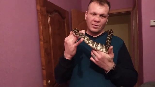 Ковровый питон. смотреть онлайн
