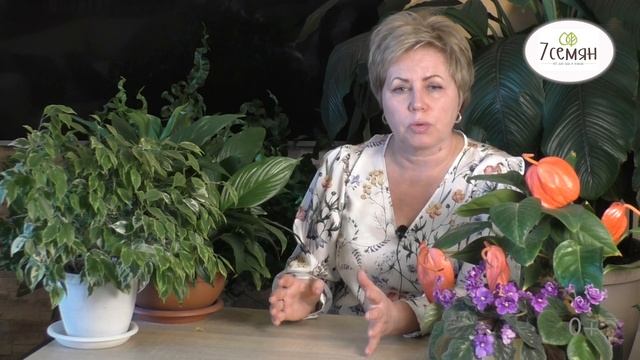 ОСНОВНЫЕ ПРОБЛЕМЫ КОМНАТНЫХ ЦВЕТОВ ЗИМОЙ! смотреть онлайн