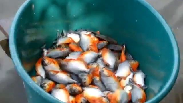 LiveLeak dot com 9d5 1406308910 piranha 1406309173 mp4 h264 смотреть онлайн