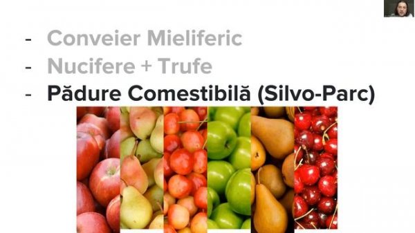 Plantările Forestiere cu Valoare Adăugată Sporită (VAS) - Tipuri, Avantaje, Algoritm, Finanțări...