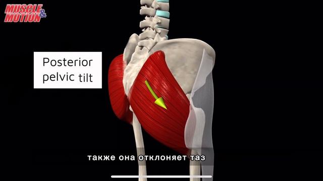 Большая ягодичная мышца. 3d anatomy. MUSCLE MOTION смотреть онлайн