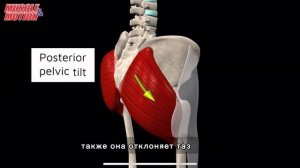 Большая ягодичная мышца. 3d anatomy. MUSCLE MOTION