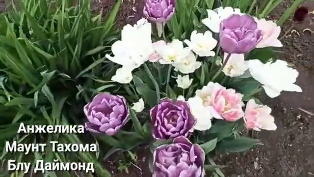 Смесь тюльпанов Романтическая история смотреть онлайн