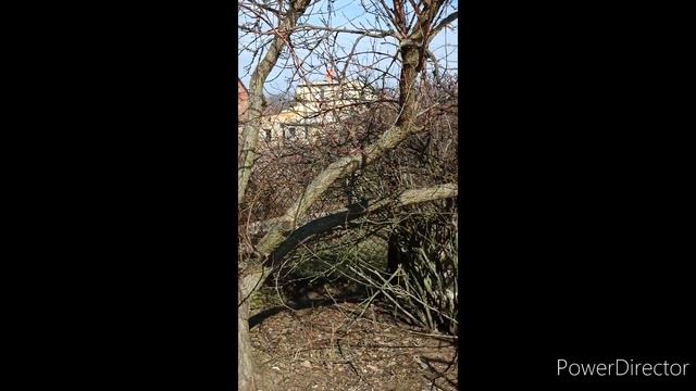У нас сегодня повеснело!!! Природа просыпается. смотреть онлайн