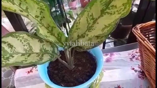 Aglaonema Silver queen - Chinese evergreen смотреть онлайн