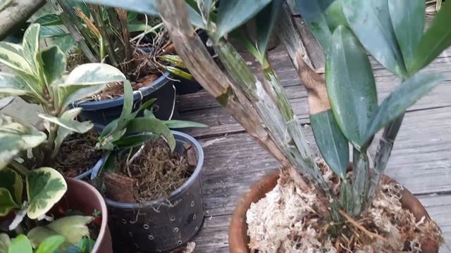 Dendrobium hilda poxon care смотреть онлайн