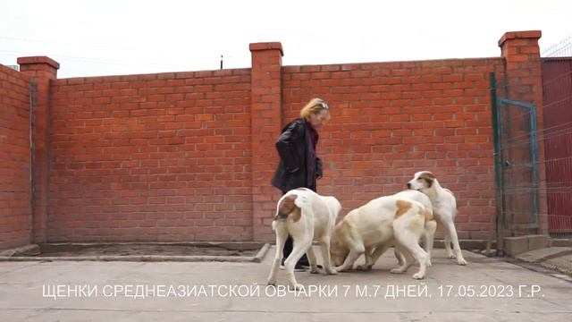 Питомник Алабаев - Среднеазиатской овчарки. Щенкам 7 месяцев. www.r-risk.ru +79262205603 Татьяна смотреть онлайн