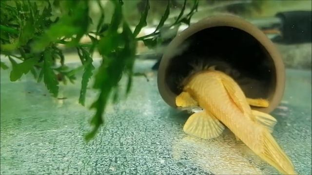 нерест альбиноса анциструса смотреть онлайн