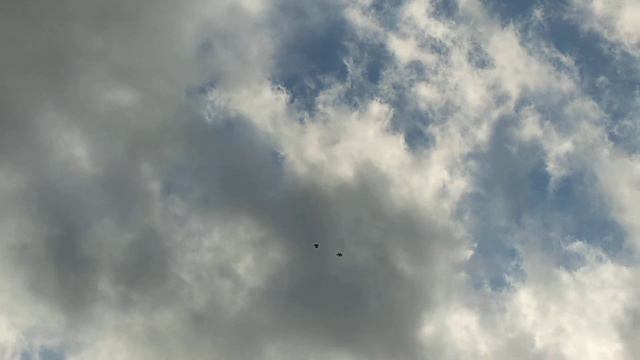 25.03.2022г.Голуби ASV смотреть онлайн