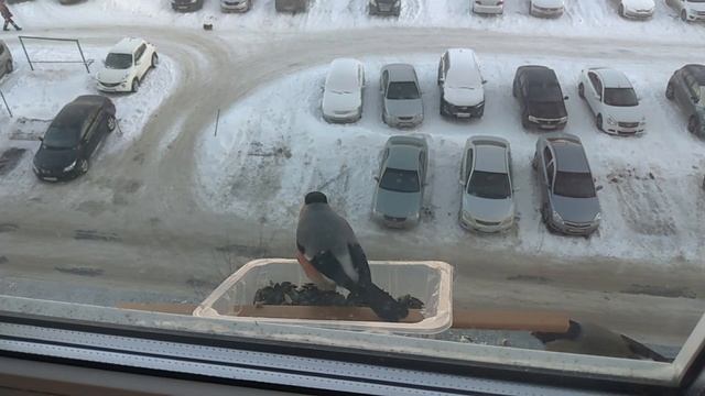 БОРЬБА ЗА ПИЩУ. Новая птичка Чечётка прогоняет всех птиц))). Нападение.) смотреть онлайн