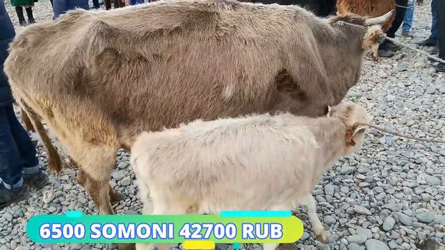 МОЛБОЗОРИ РЕГАР НАРХИ ГОВИ ШИРТЕ 2 часть не пропустите ✔️👍💯 гарантия смотреть онлайн