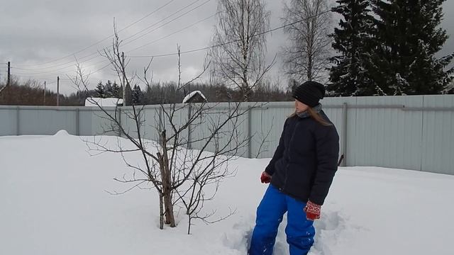 НА ДАЧЕ В КАРЕЛИИ ВЕСНОЙ !!! Плодовые деревья! смотреть онлайн