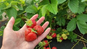 Клубника #Вивальди - высокоурожайный сорт среднего срока созревания