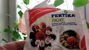 ГИБИСКУСЫ.ПЫШНОЕ ЦВЕТЕНИЕ.ЧЕМ ПОДКОРМИТЬ И ПОДЛЕЧИТЬ.